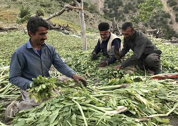 کرفس کوهی(کلوس به گویش بختیاری)